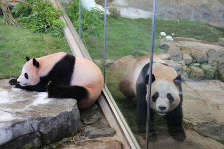 這是6月4日在日本和歌山縣白浜野生動物園拍攝的大熊貓“陽浜”(左)和“海浜”。(新華社記者方藝曉攝)