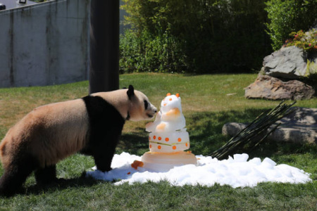 6月4日，在日本和歌山縣白浜野生動物園，大熊貓“優浜”享用動物園準備的禮物——一個由竹子、胡蘿卜、蘋果、蜂蜜制成的冰塊蛋糕。(新華社記者方藝曉攝)