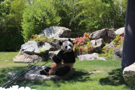 6月4日，在日本和歌山縣白浜野生動物園，大熊貓“優浜”在送別儀式上啃竹子。(新華社記者方藝曉攝)