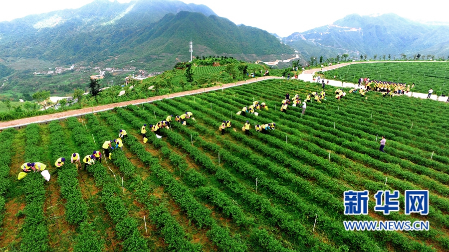安溪鐵觀音的春茶采摘場(chǎng)面。