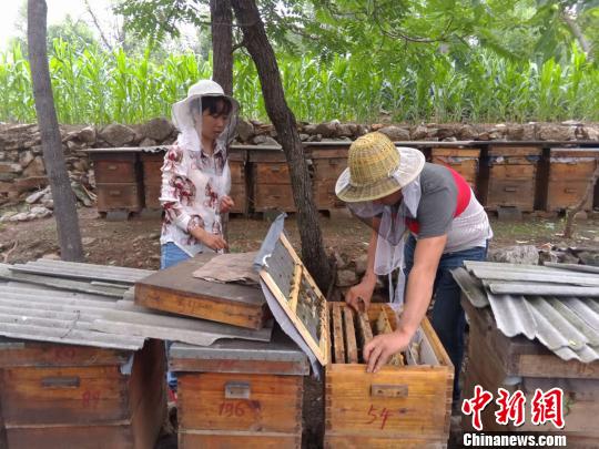 7月底，已經過了蜜蜂生產蜂蜜的集中期，蜂巢上的封蓋蜜并不多。　　韓章云 攝