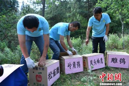 資料圖：云南省野生動物收容拯救中心工作人員準備放歸野生動物。　任東 攝