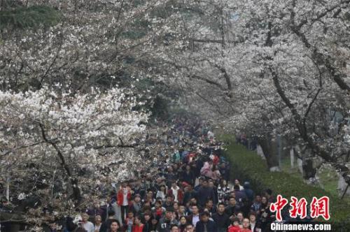 資料圖：櫻花節期間，武漢大學校園內游人如織，張暢 攝