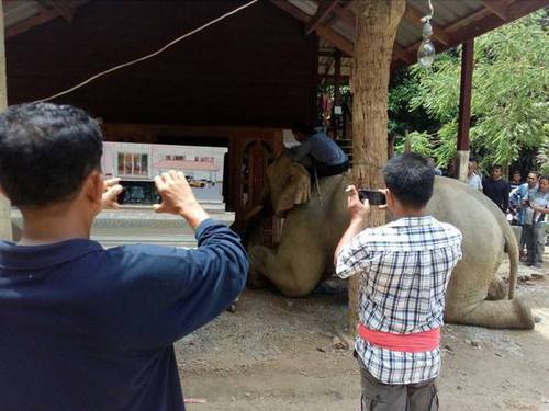 泰國一象主人遇難 大象掙脫韁繩在靈柩前流淚跪拜