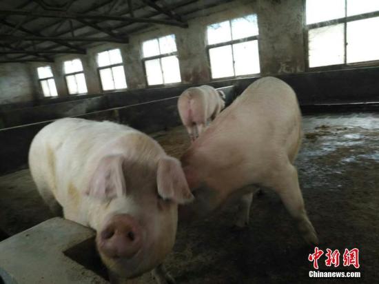 豬場。(資料圖) 闞力 攝