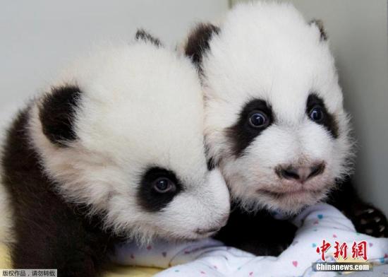 12月12日，美國亞特蘭大動物園為一對雌性大熊貓雙胞胎寶寶舉行百天命名儀式，給姐妹倆分別起名“雅倫”和“喜倫”。這對名字是2.3萬名熊貓“粉絲”從七對候選名字中投票選出的，其中有約一半人選擇了這對具有中國特色又表達美好寓意的名字。圖為“雅倫”和“喜倫”。