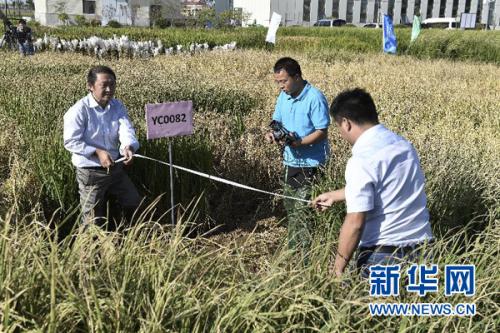 　　9月28日，在青島海水稻研發中心，測產專家組專家在對取樣海水稻進行面積測量。金秋九月，黃海之濱，一片生長在咸水中的特殊水稻已稻穗累累、壓彎枝頭。這是中國工程院院士、“雜交水稻之父”袁隆平領銜的技術團隊培育出的最新一批“海水稻”。新華社記者 郭緒雷 攝 