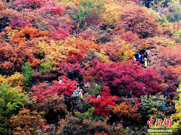 北京紅葉進入最佳觀賞期