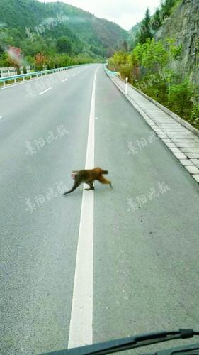 30斤重野猴在高速公路出沒 跳到警察腿上又撓又咬