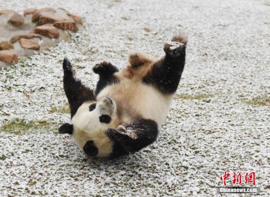 11月2日，長春市迎來深秋首場降雪，吉林省東北虎園內的大熊貓夢夢興奮地在雪中撒歡。<a target='_blank' href='http://www.chinanews.com/'>中新社</a>記者 張瑤 攝