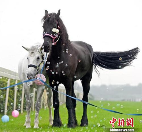 “情侶馬”在青草地上悠閑地踱步。　鐘欣 攝