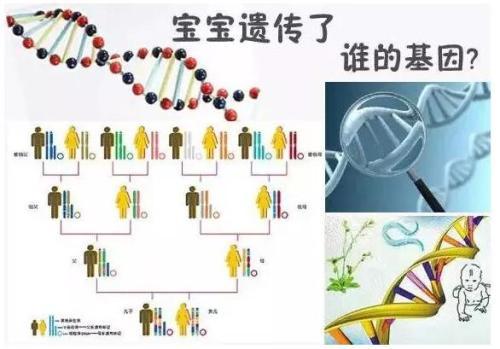 孩子的智商和相貌 更容易遺傳誰？