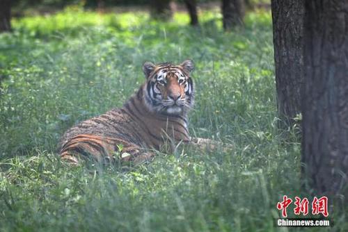 資料圖：威猛的東北虎躲在樹蔭下“慵懶”地休息。 張瑤 攝