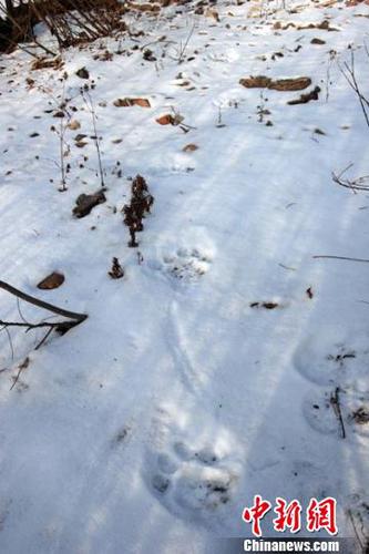 雪上地留下清晰的爪印 吳兆飛 攝