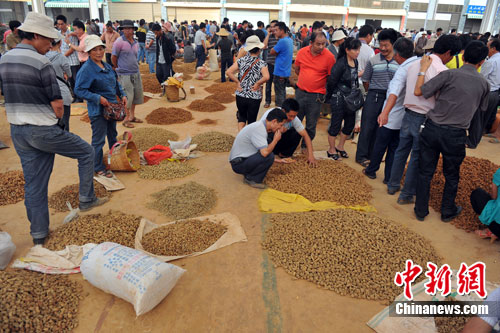 資料圖：在云南文山三七國際交易中心內三七交易火爆。任東 攝