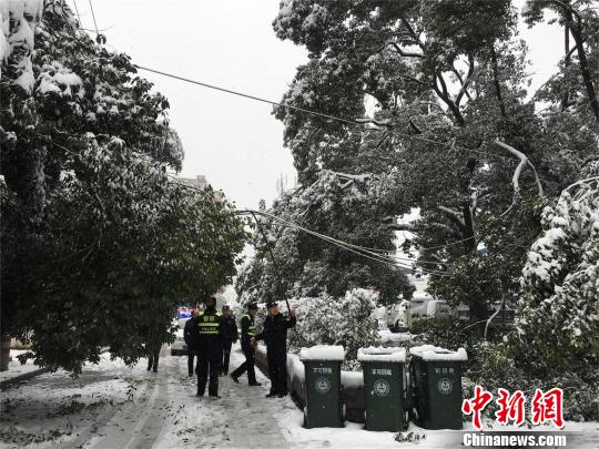 湖北十堰，積雪壓斷樹枝 劉英 攝