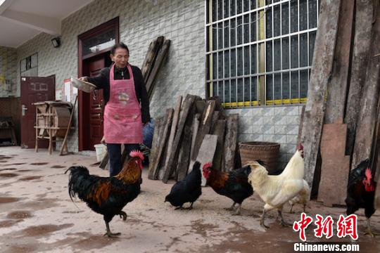 劉云富在喂養土雞。　蘇忠國 攝