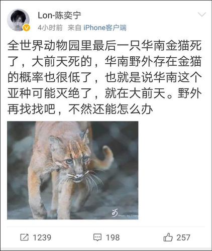 網友稱最后一只動物園里的華南金貓去世