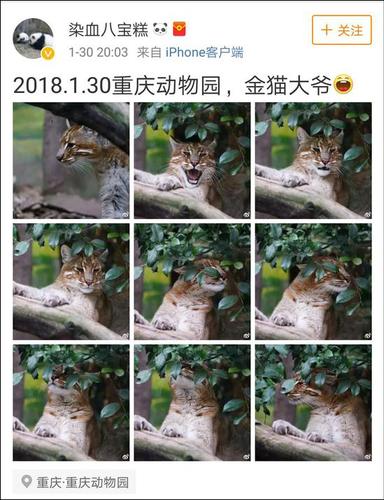 網友稱最后一只動物園里的華南金貓去世