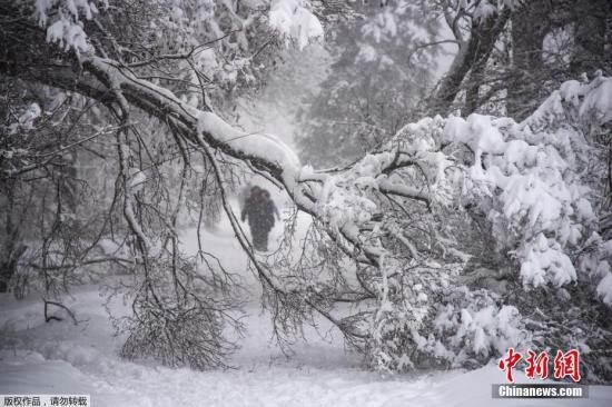 4日，莫斯科降雪和冰雨造成100多起樹倒砸車事件。