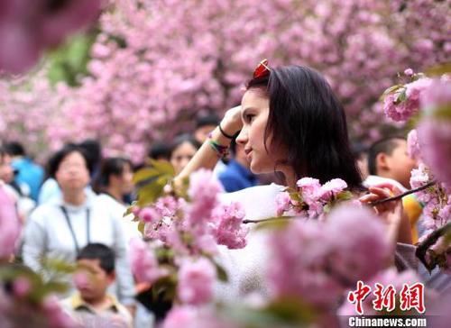 4月1日，中國科學技術大學校園內(nèi)的櫻花全面盛開，吸引外籍友人在櫻花樹下留影。　韓蘇原 攝