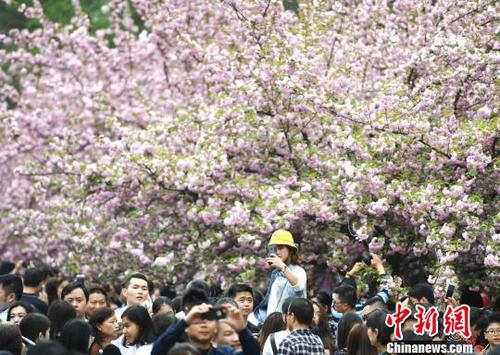 4月1日，中國科學技術大學校園內(nèi)的櫻花全面盛開，萬人涌入“櫻花大道”。　韓蘇原 攝