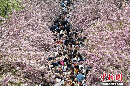 4月1日，中國科學技術大學校園內(nèi)的櫻花全面盛開，萬人涌入“櫻花大道”。　韓蘇原 攝