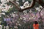 京城賞花正當時