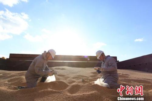 資料圖：遼寧大窯灣檢驗檢疫局工作人員對進口大豆進行查驗。　閆善友 攝