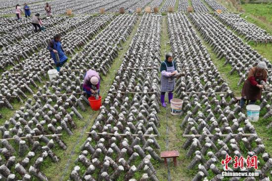 3月12日，農戶在田間采摘木耳。近年來，貴州省印江土家族苗族自治縣以“政府引導、企業主體、農戶參與”的模式，結合市場需求，發展食用菌產業。目前，該縣累計建成食用菌基地15個，建成育菌棚、生產大棚3200余個(占地76.8萬平方米)，2017年，種植食用菌8800萬棒，實現產量約6.6萬噸，產值5.28億元；帶動6000余戶群眾22000余人(其中貧困戶3000余戶，10000余人)發展食用菌種植，實現當年帶動的貧困人口人均增收3500元以上，確保當年參與貧困戶精準脫貧。食用菌主要銷往重慶、浙江、上海、廣東、福建等地，干菇通過電商和代理商銷往全國各地。<a target='_blank' href='http://www.chinanews.com/'>中新社</a>記者 賀俊怡 攝