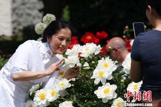 當地時間6月8日，加拿大安大略省奧沙瓦市(Oshwa)一年一度的知名活動牡丹節再次來臨之際，當地華人前往賞花留影?！∮嗳鸲?攝