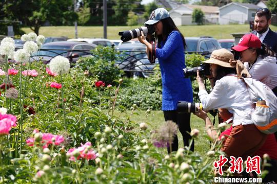 當地時間6月8日，加拿大安大略省奧沙瓦市(Oshwa)一年一度的知名活動牡丹節再次來臨之際，當地華人攝影愛好者“組團”拍攝鮮花?！∮嗳鸲?攝