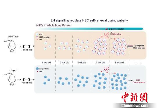 上海科學家揭示造血干細胞調控激素或可干預白血病