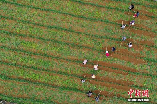 資料圖：農民在種植基地勞作。 <a target='_blank' href='http://www.chinanews.com/'>中新社</a>記者 賀俊怡 攝