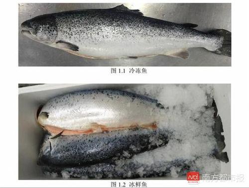 冷凍、冰鮮三文魚（來源：《生食三文魚》編制說明）.jpg