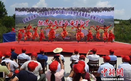 8月23日，羅城縣舉行喜迎第一個中國農民豐收節暨2018年羅城野生毛葡萄產業推介活動。　韋如代　攝