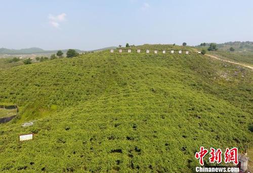 圖為羅城縣天霜毛葡萄基地一角。　韋如代 攝