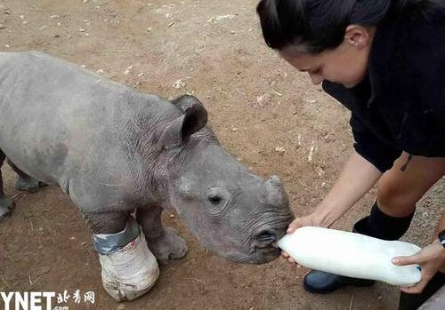 白犀牛寶寶為護(hù)母親中箭 受重傷仍死守媽媽尸體