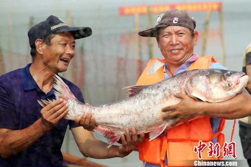 好大的魚。　陳新　攝