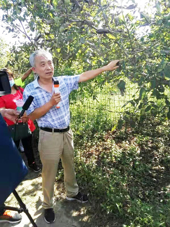 2河北省林業科學研究院經濟林研究所所長毛向紅淶水薄皮核桃基地授課