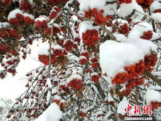 內蒙古深秋迎降雪中外游客盛贊白雪中的秋景