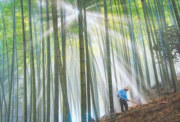 福建省永安市上坪鄉龍共村村民在為竹子松土施肥