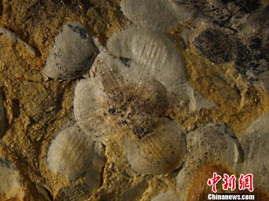 近看“南京花”標(biāo)本，“花瓣”清晰可見。　南古所 供圖 攝