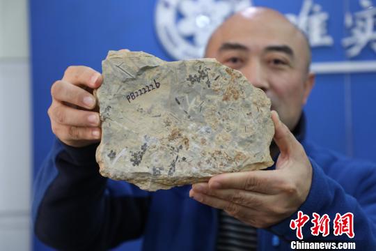 圖為“南京花”標(biāo)本化石。　南古所 供圖 攝