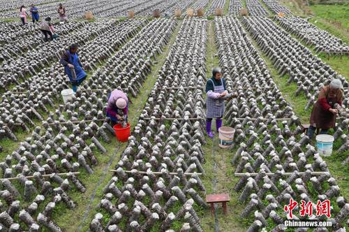 資料圖：近年來，貴州省印江土家族苗族自治縣以“政府引導、企業主體、農戶參與”的模式，結合市場需求，發展食用菌產業。<a target='_blank' href='http://www.chinanews.com/'>中新社</a>記者 賀俊怡 攝