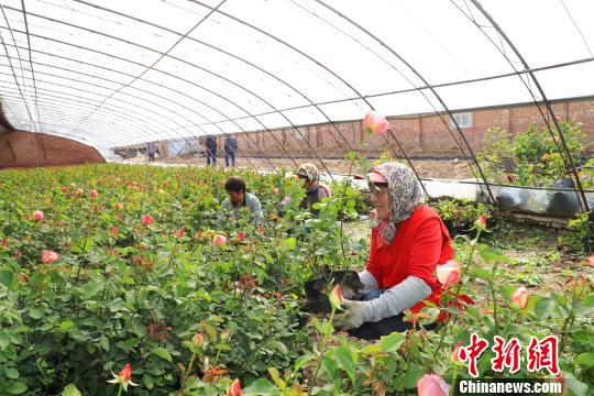 北京延慶精準集約服務保障世園會