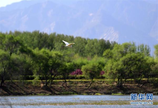 2019年4月30日，水鳥在媯水河畔的自然生態展示區飛翔。 新華社記者 張晨霖 攝