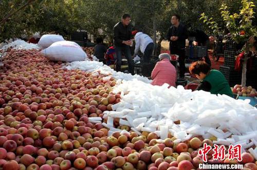 資料圖：收購商聚集在果園內。　梁君鵬　攝