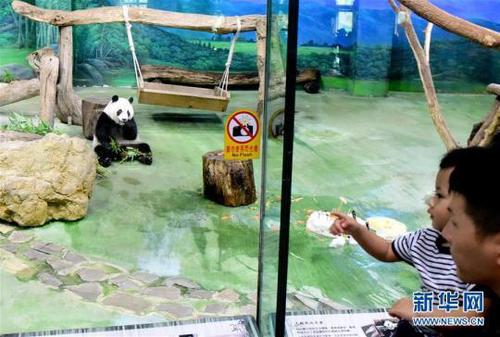 游客在臺北動物園參觀大熊貓“圓仔”。新華社記者朱祥攝