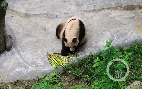 世界罕見！重慶動物園兩只大熊貓同日生下雙胞胎